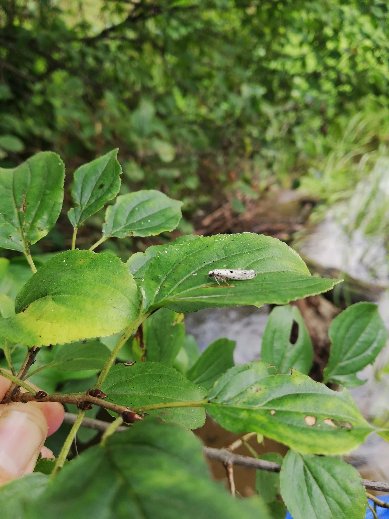 Photo of Kawęczyn Nowy