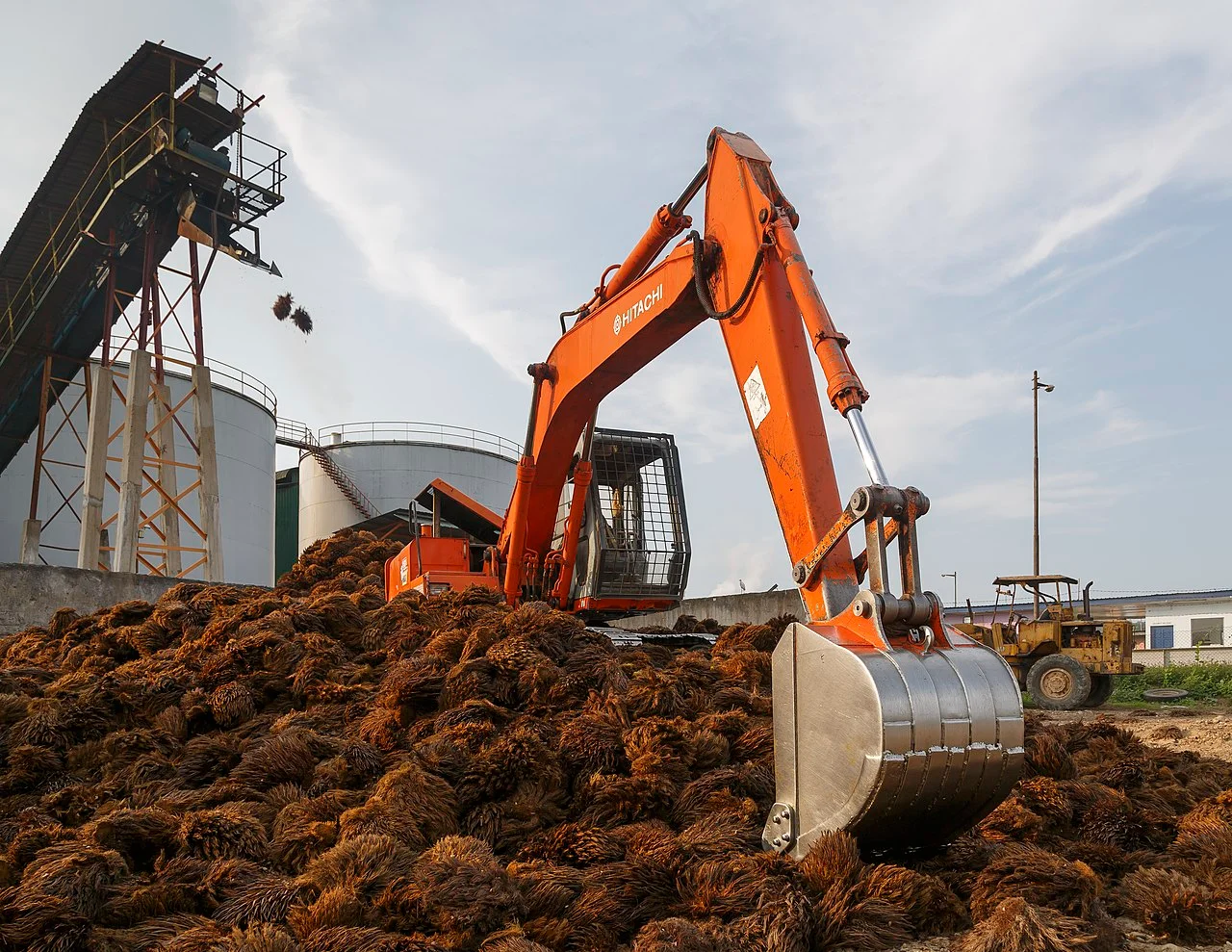 Photo of Kelapa Sawit