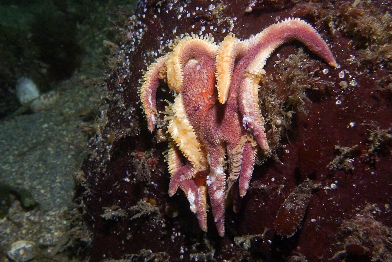 Photo of Kelvin Grove