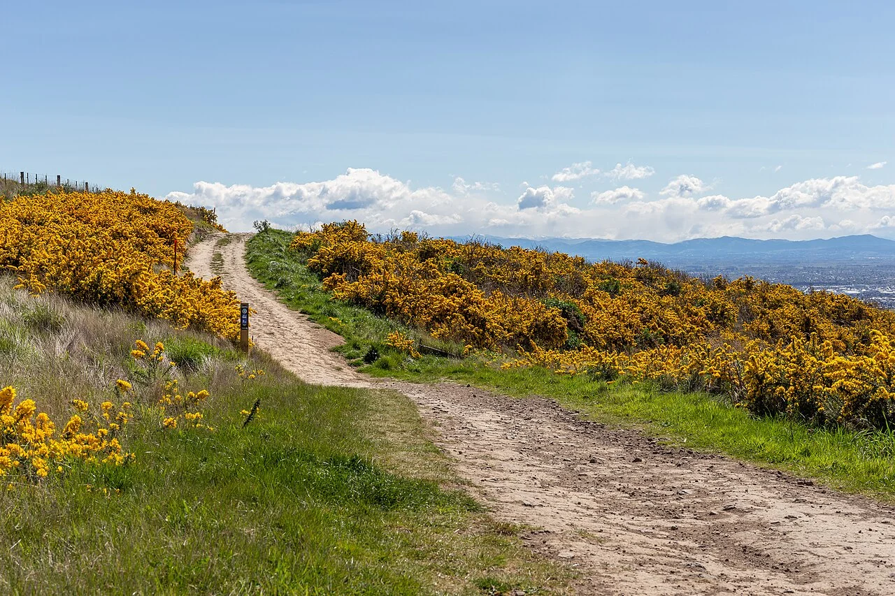 Photo of Kennedys Bush