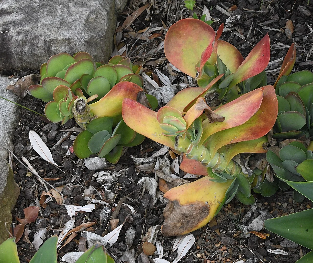 Photo of Kensington Park