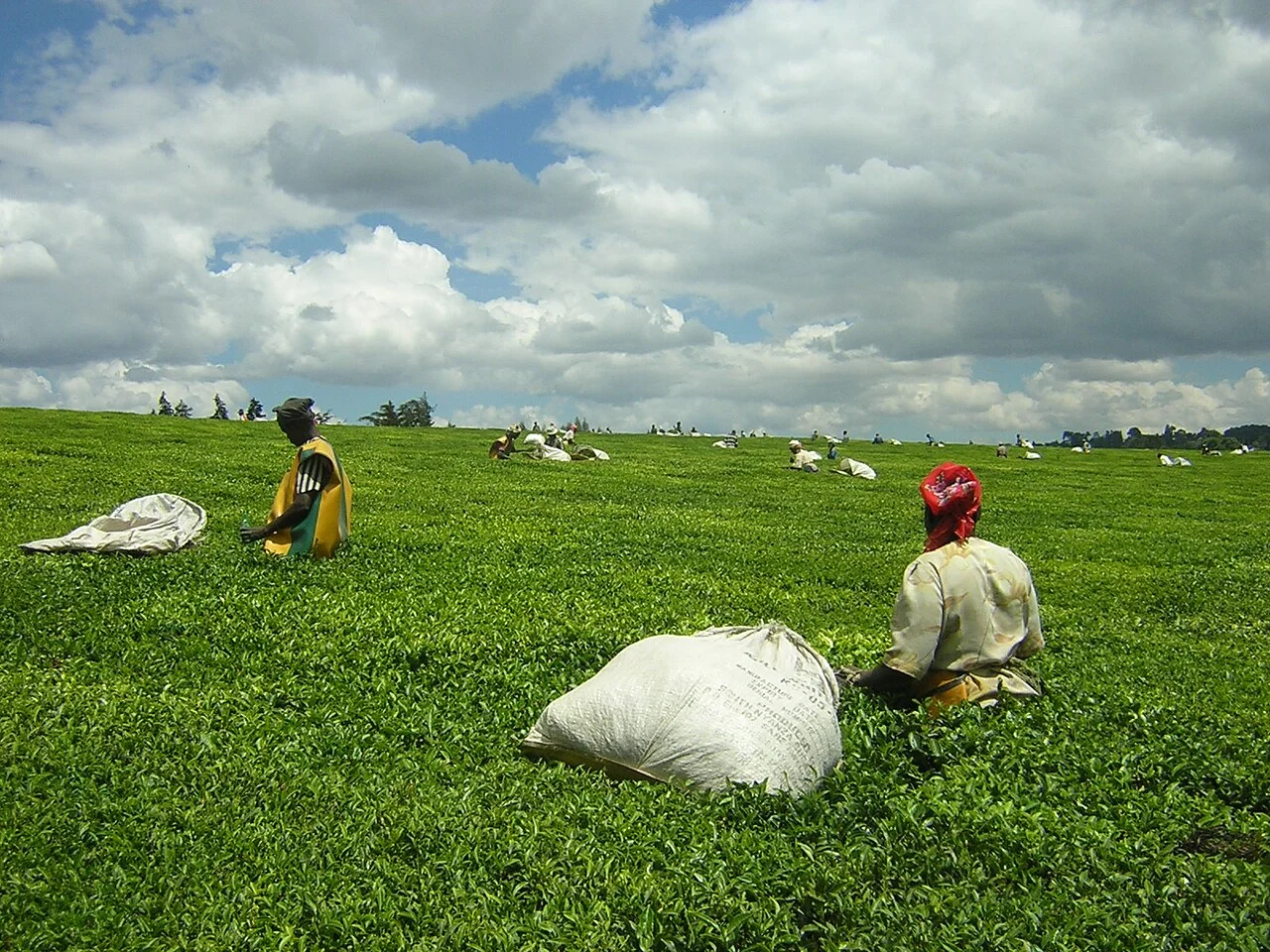 Photo of Kericho