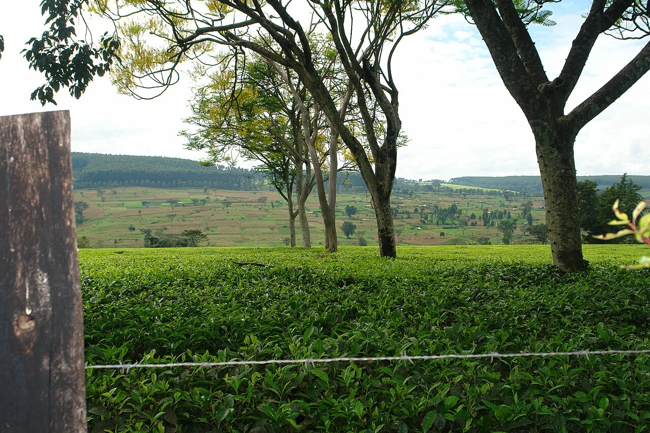 Photo of Kericho