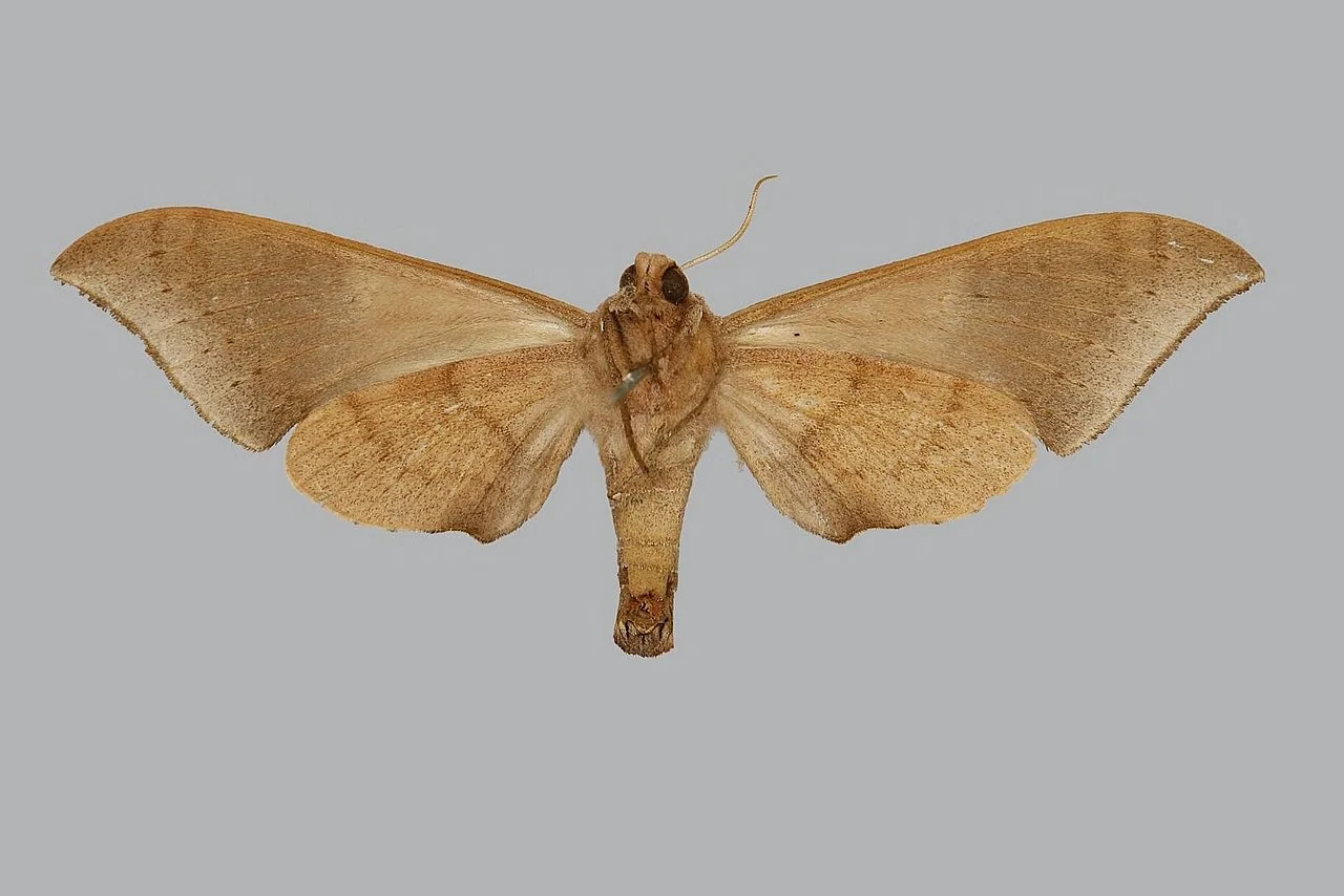 Photo of Kete Krachi