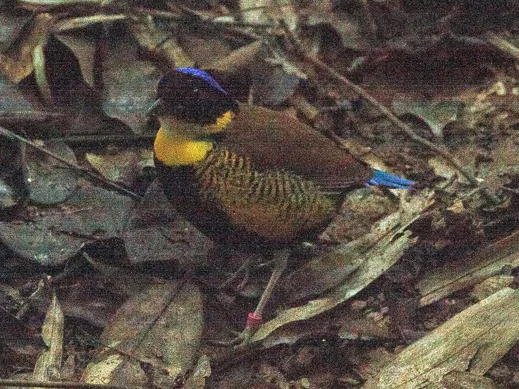 Photo of Khao Phanom