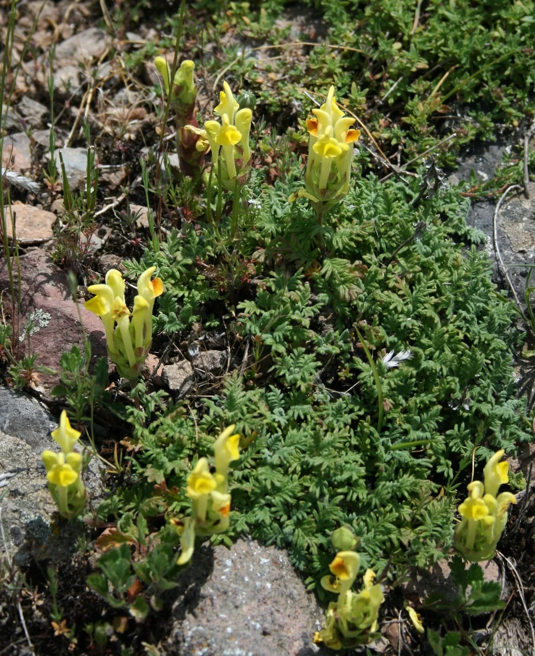 Photo of Kıbrıscık