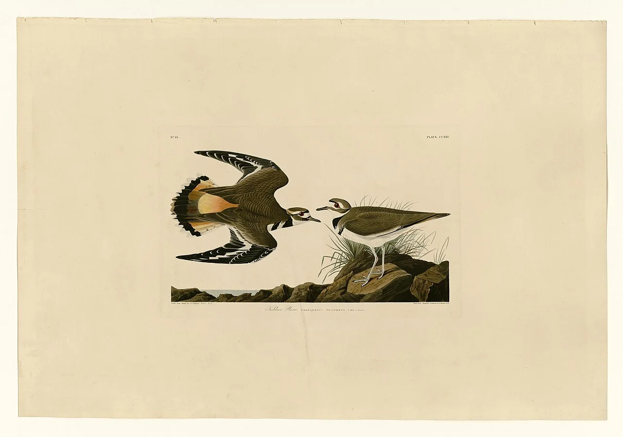 Photo of Kildeer