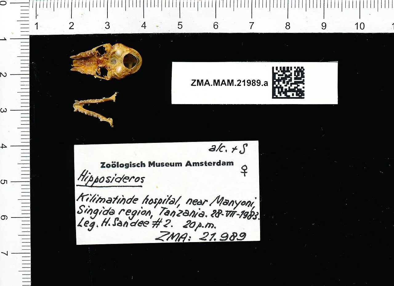 Photo of Kilimatinde