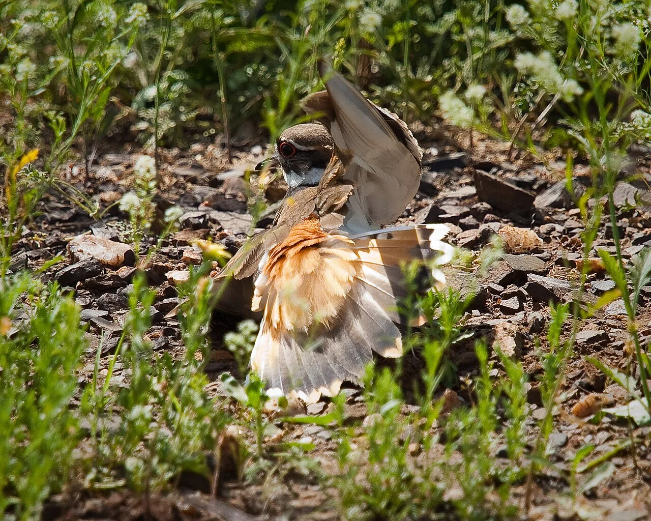 Photo of Killdeer