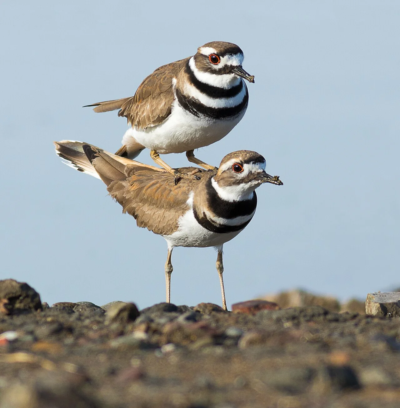 Photo of Killdeer