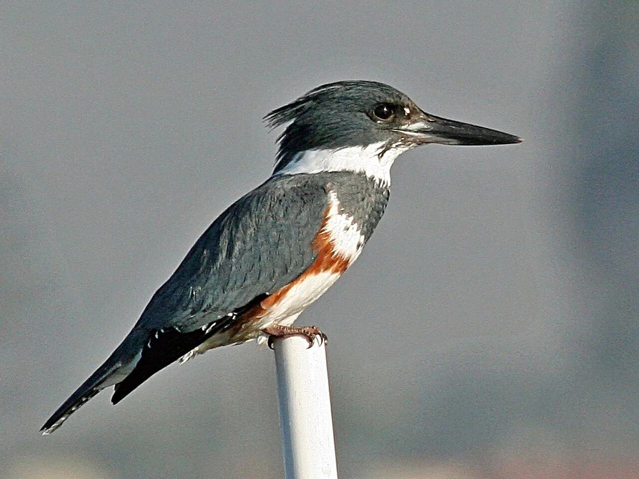 Photo of Kingfisher