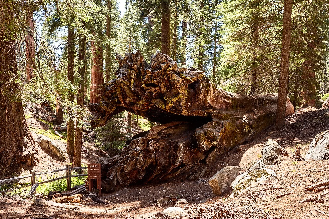 Photo of Kings Grant