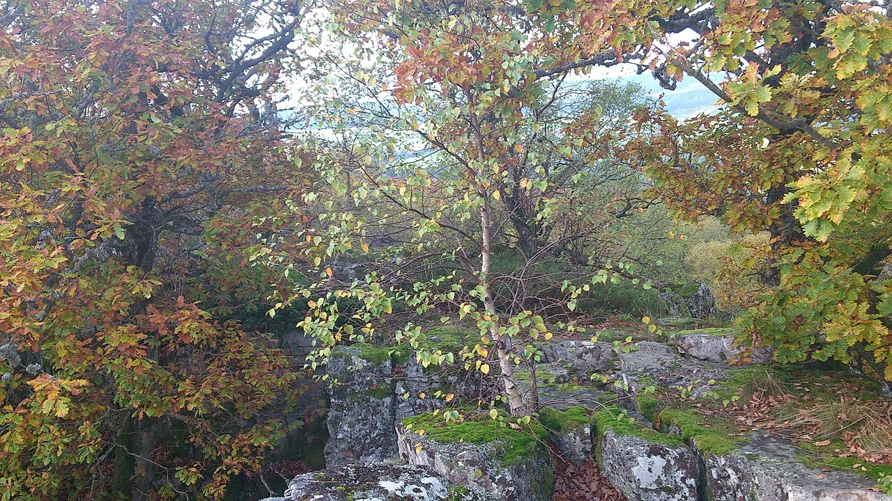 Photo of Kirschweiler