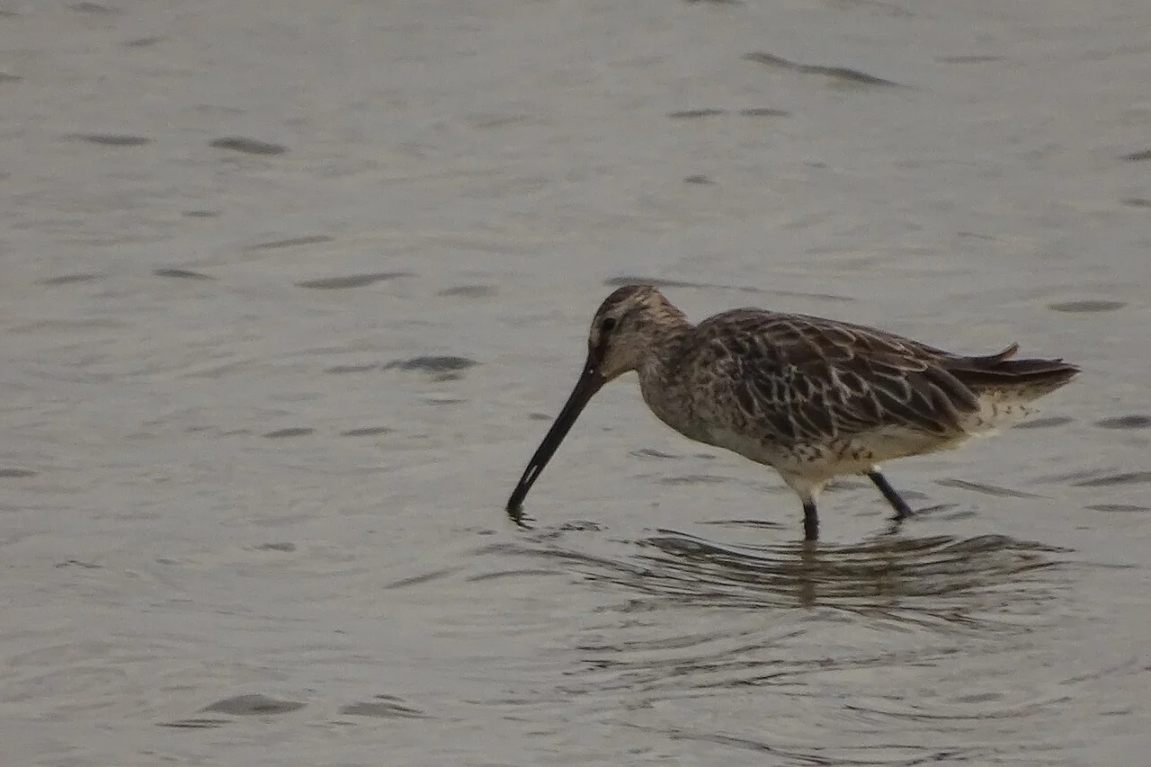 Photo of Kodamthuruth