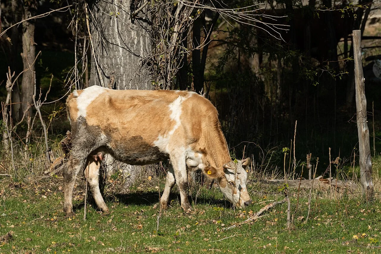 Photo of Korkmaskala