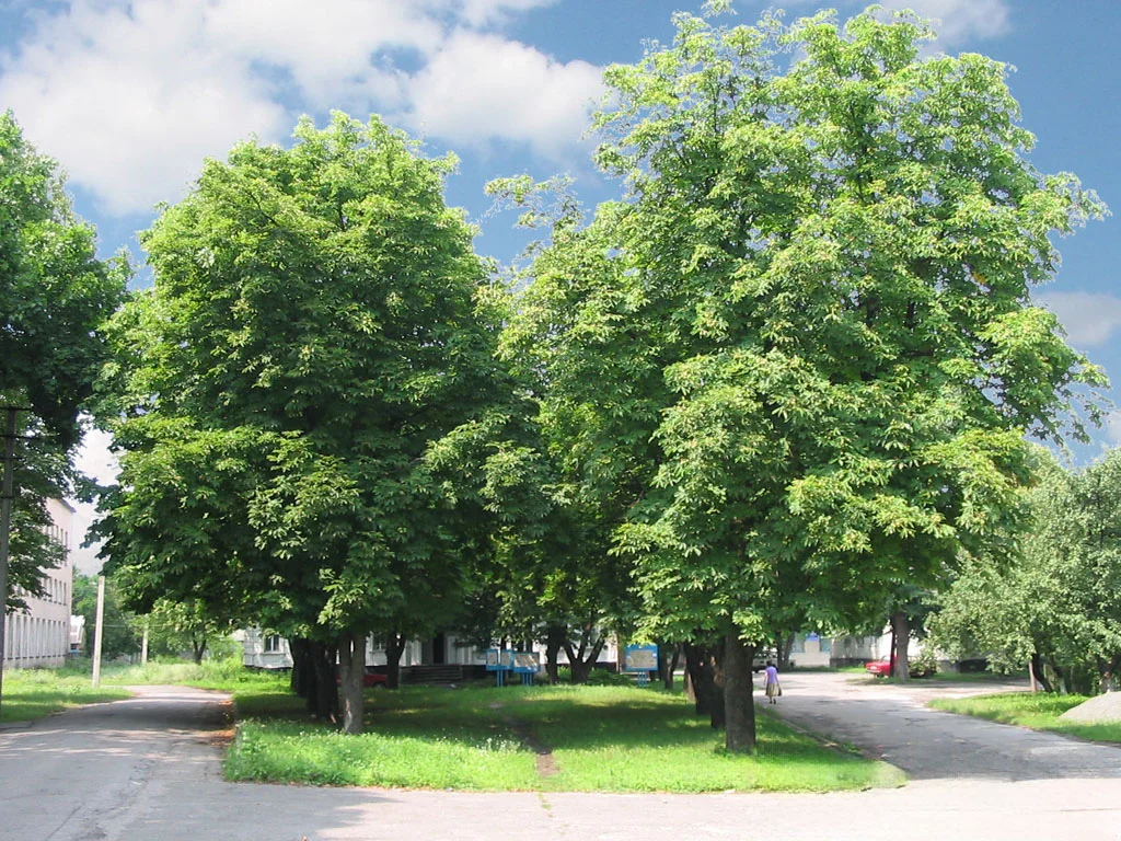 Photo of Korsun-Shevchenkivskyy