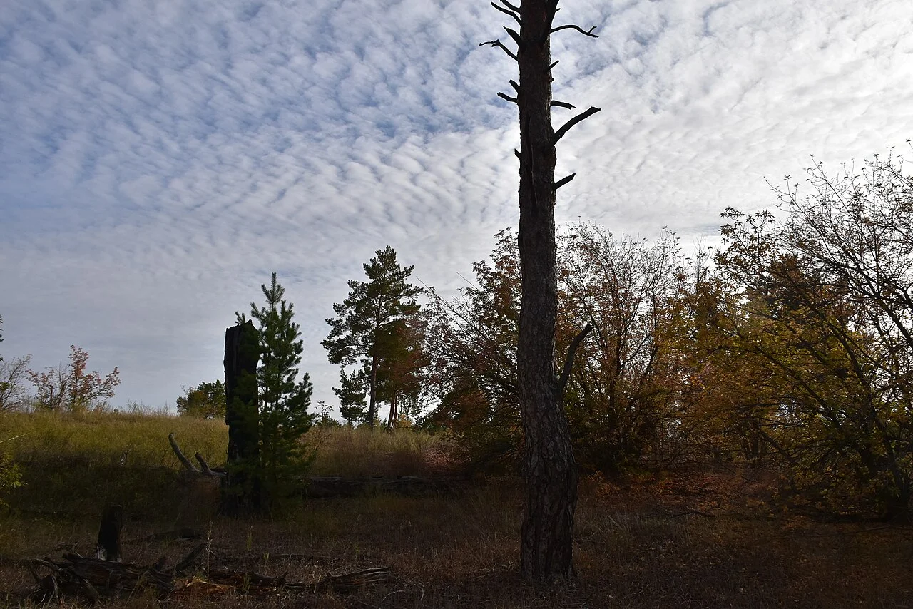 Photo of Krasnogvardeyets