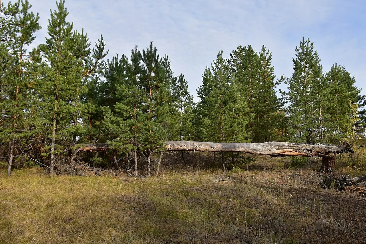 Photo of Krasnogvardeyets