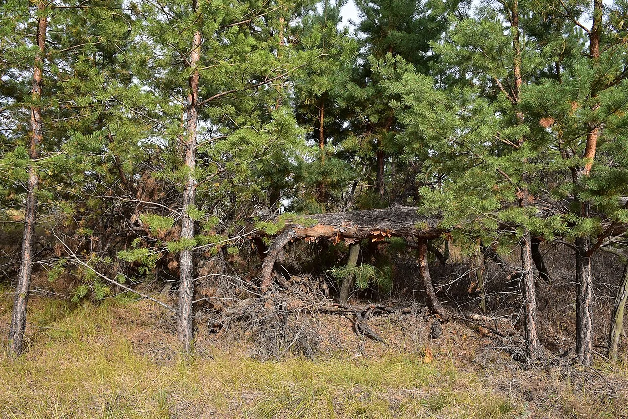 Photo of Krasnogvardeyets