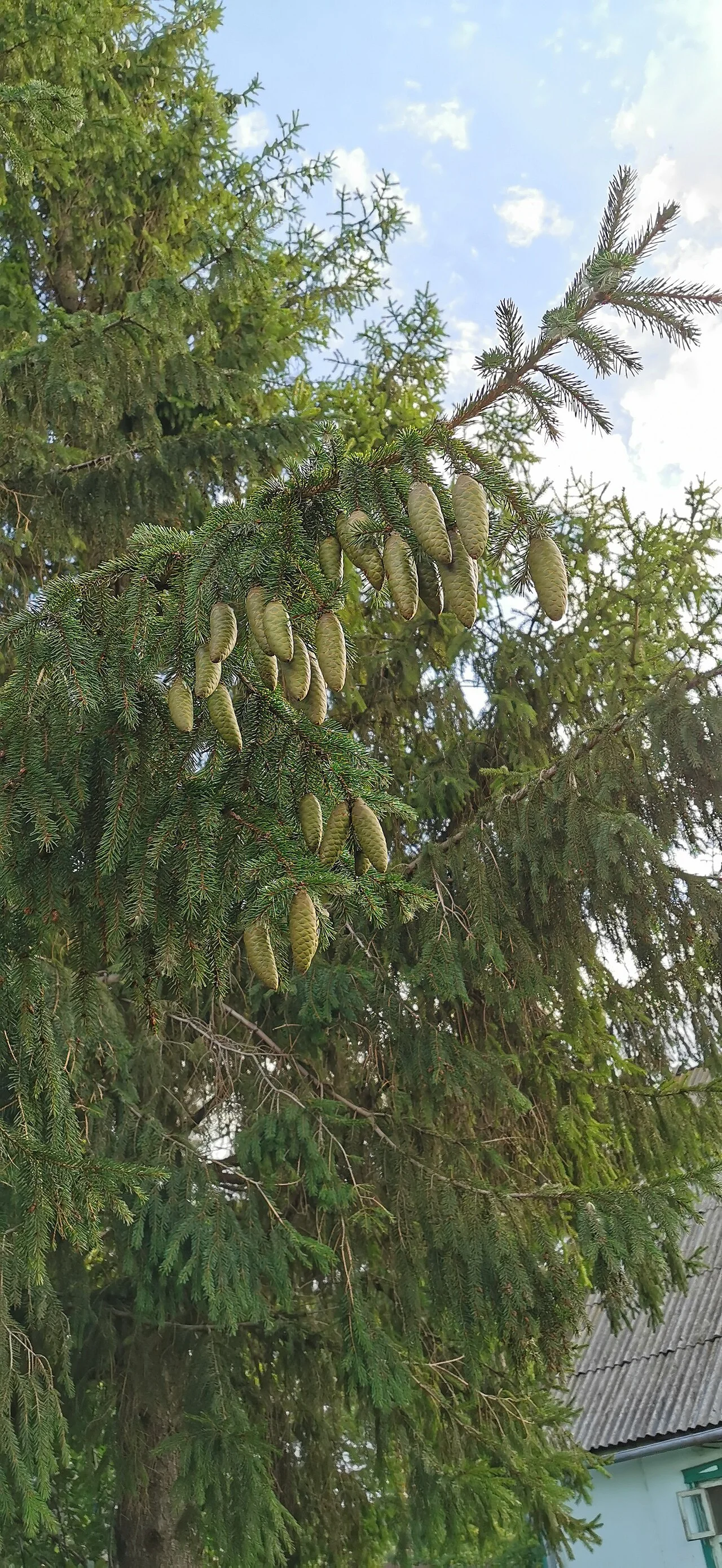 Photo of Krasnogvardeyskiy