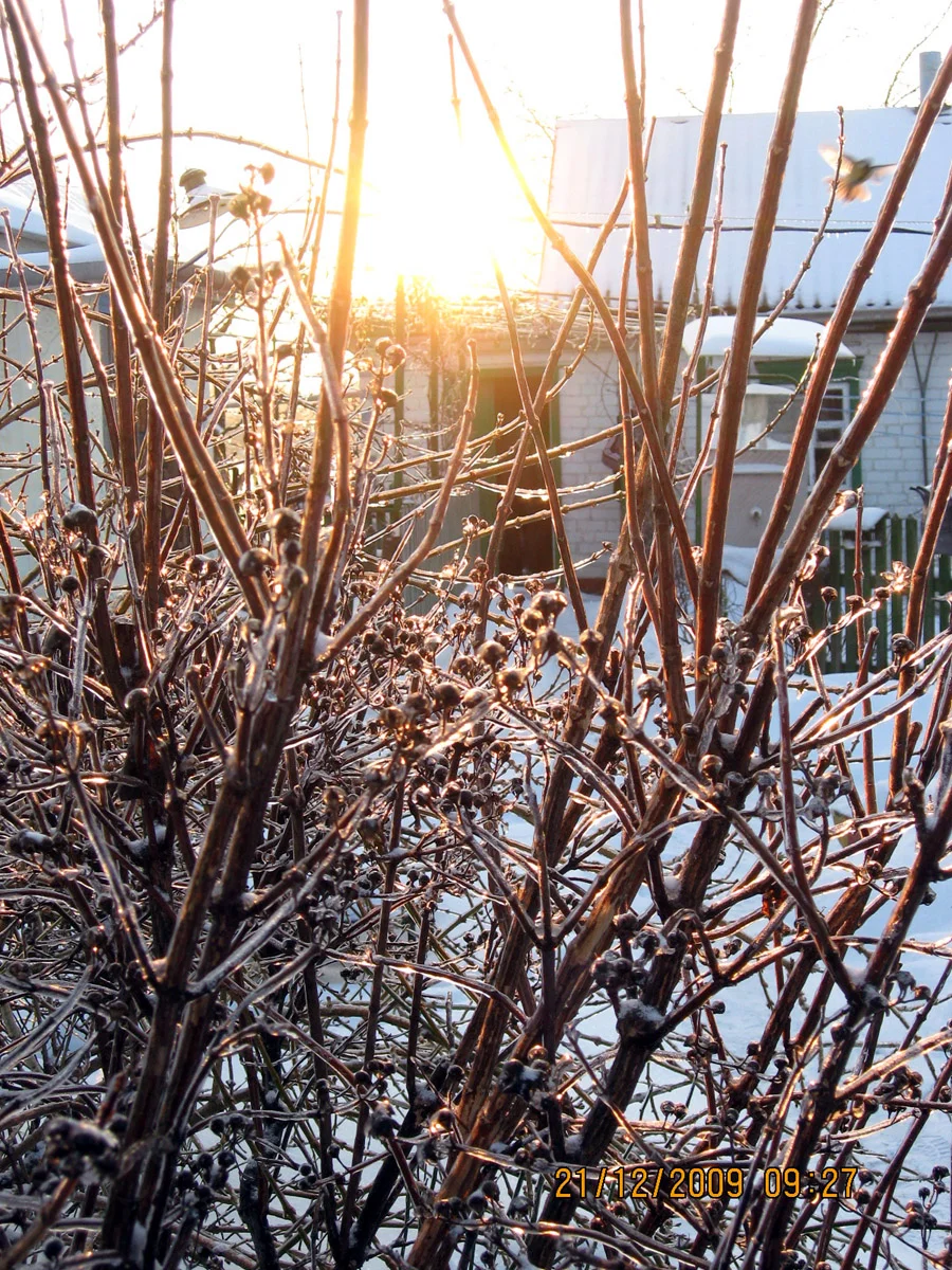 Photo of Krasnoznamenka