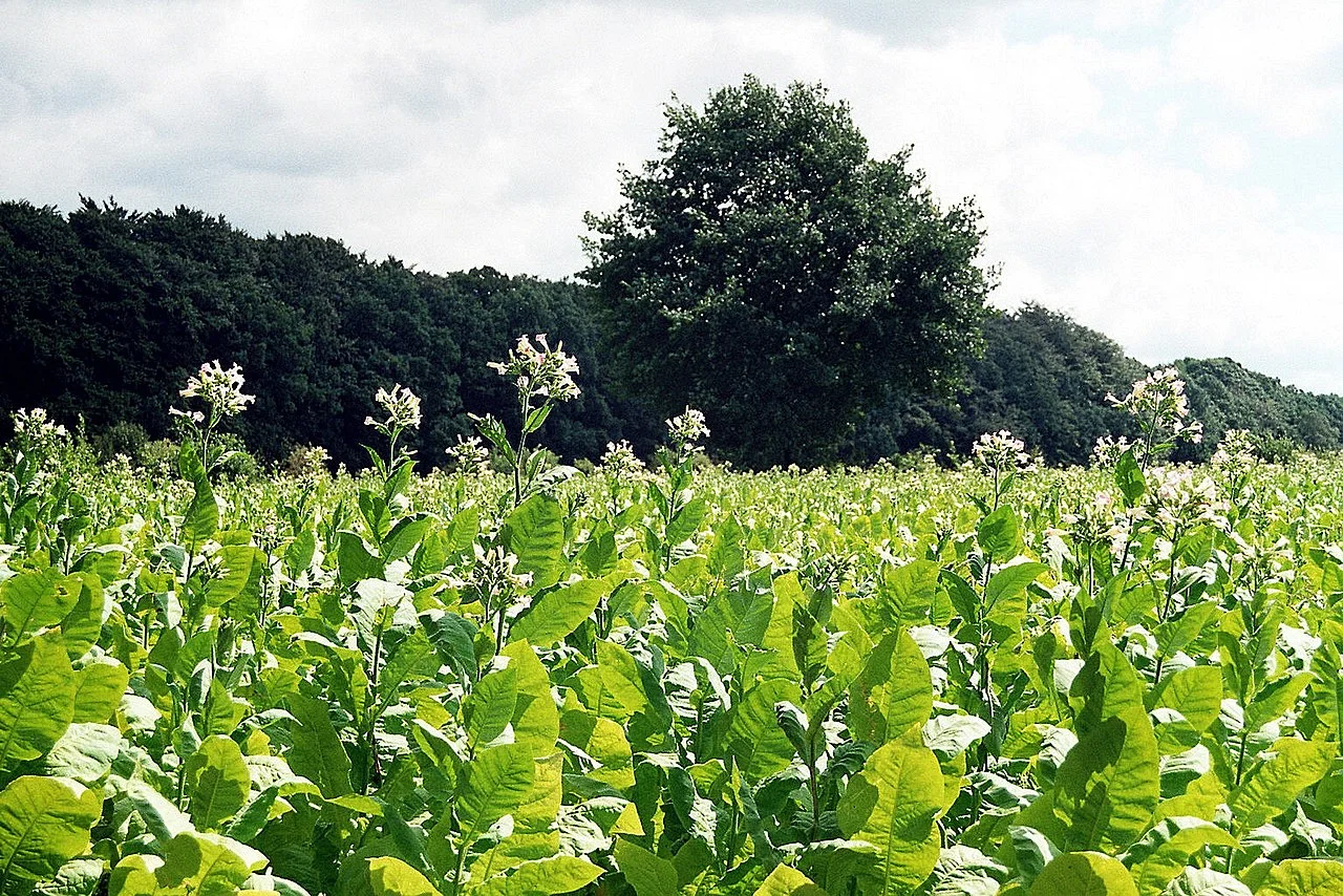 Photo of Kröppelshagen-Fahrendorf