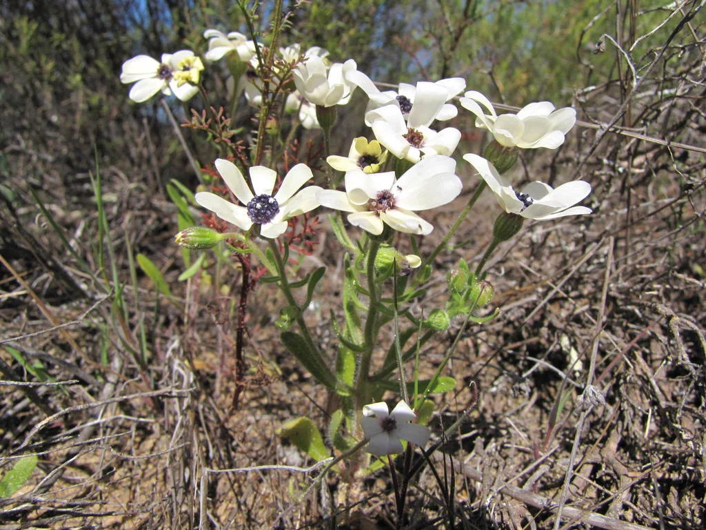 Photo of Kruisfontein