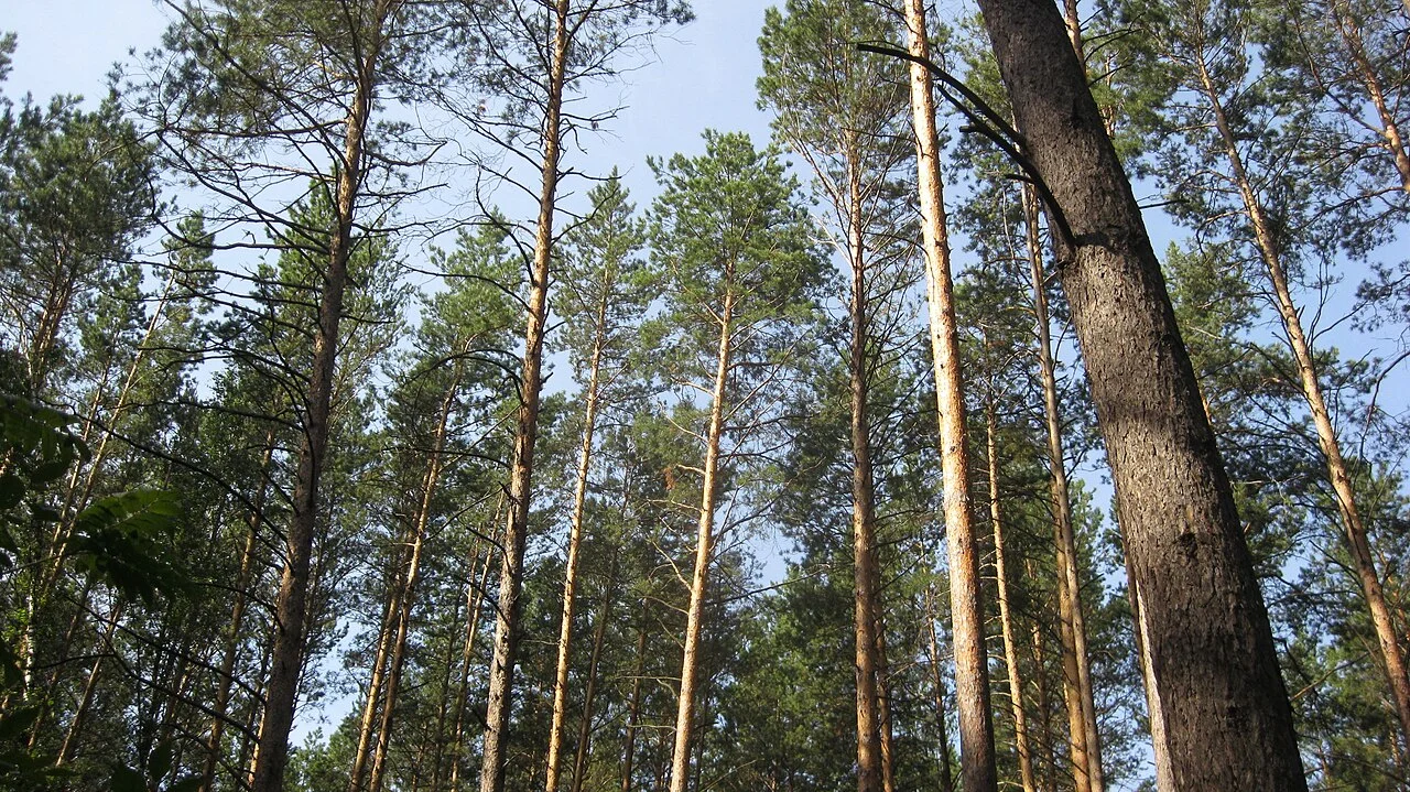 Photo of Kudryashovskiy