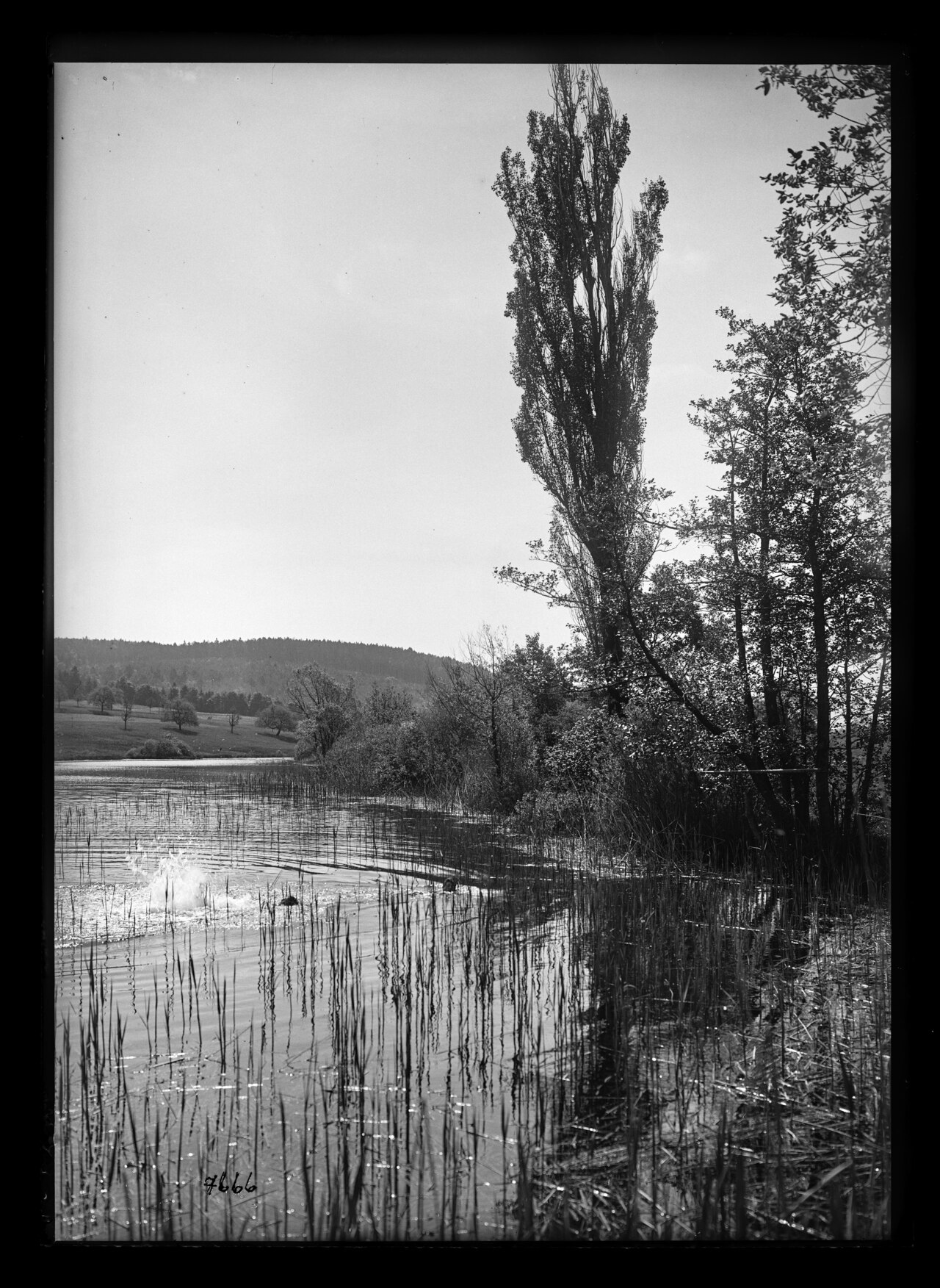 [karteikarte Zinggeler]: Küsnacht ZH. Landschaft. Bergweiher oberhalb dem Dorf Küsnacht; Blick dem Westufer entlang gegen Süden