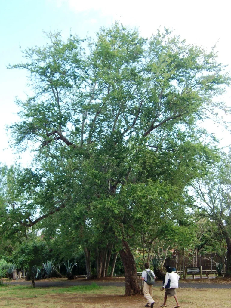 Photo of L'Étang-Salé