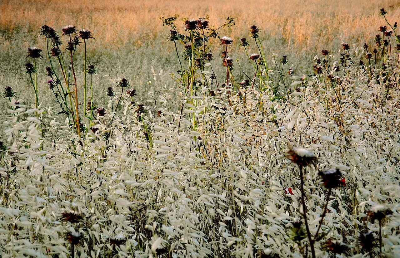 Photo of La Calzada de Calatrava
