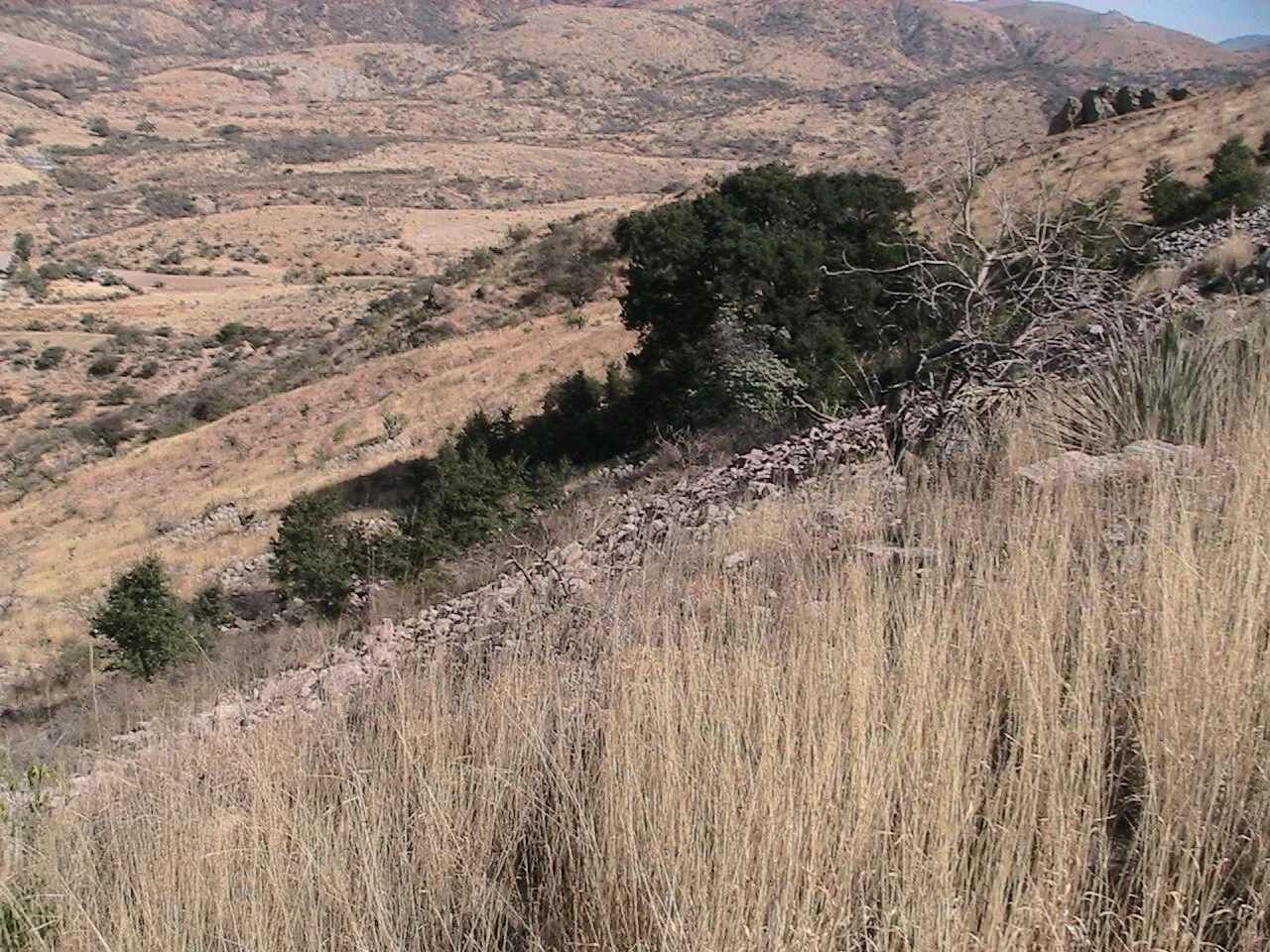 Photo of La Carbonera