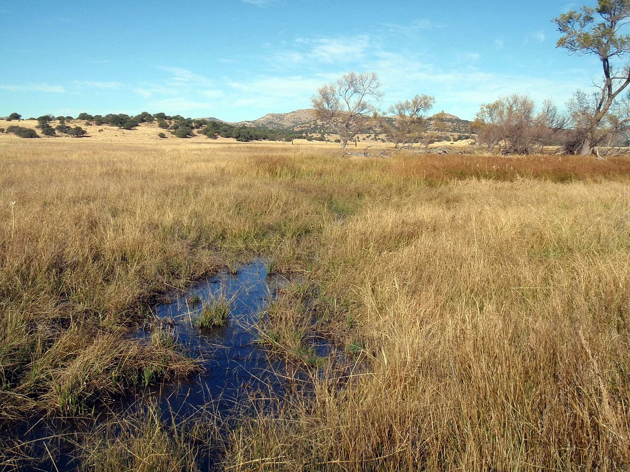Photo of La Ciénega