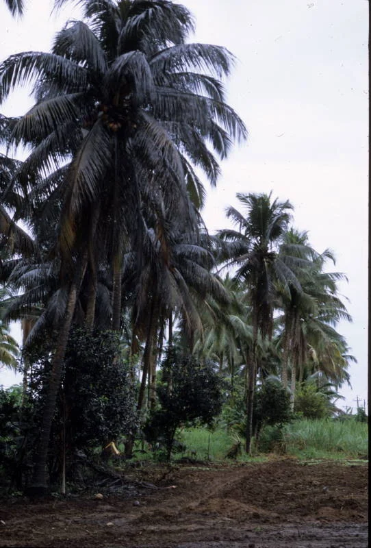 Photo of La Joya de Los Sachas