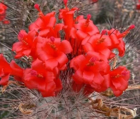 Photo of La Magdalena de los Reyes (La Magdalena)