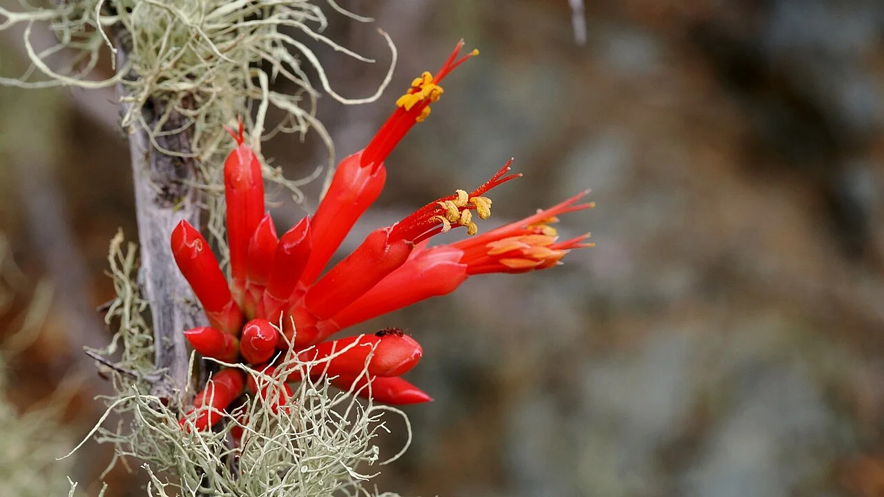 Photo of La Magdalena de los Reyes (La Magdalena)