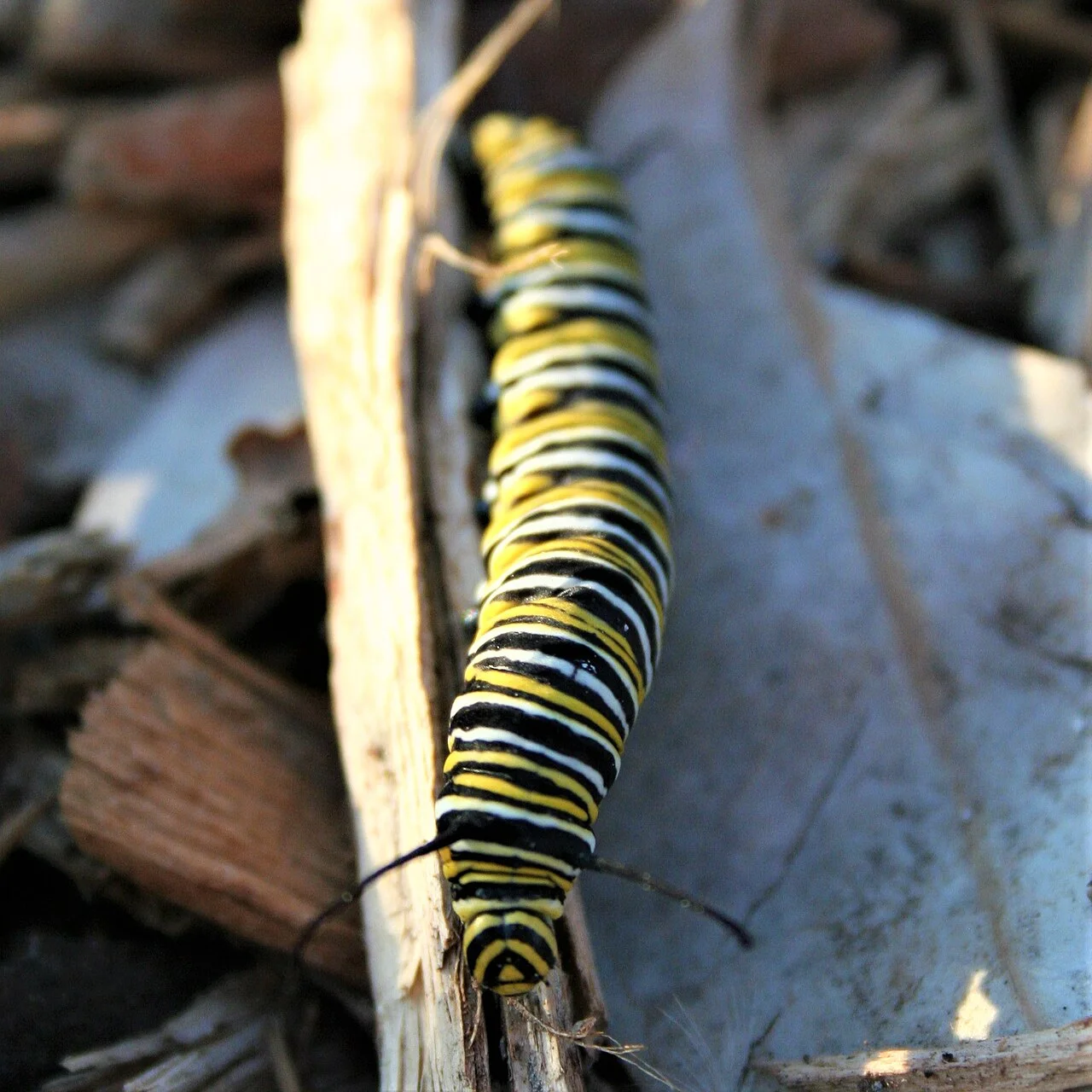 Photo of Ladera Ranch