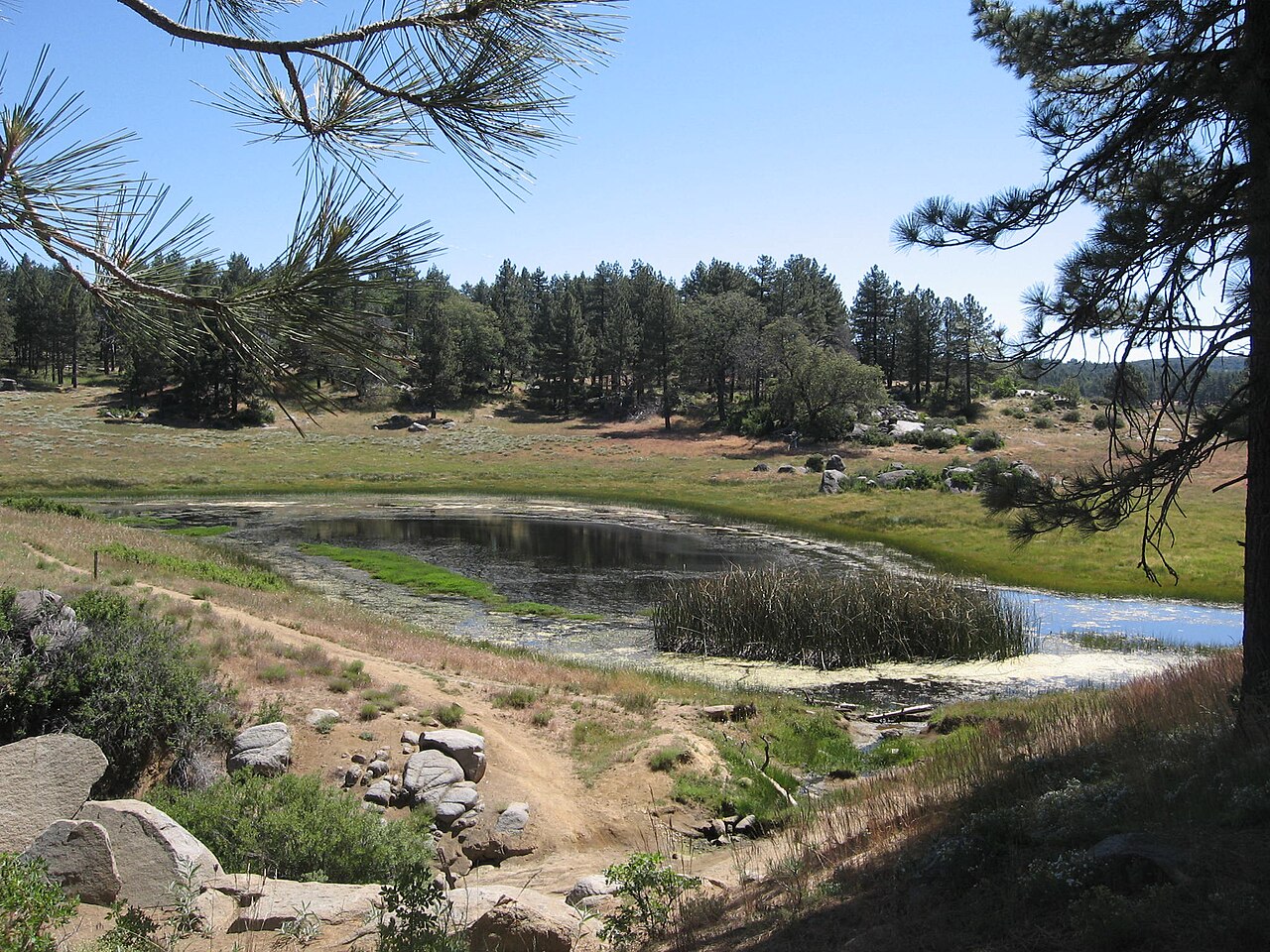 WATER OF THE WOODS IN BIG LAGUNA MEADOW, MT. LAGUNA, CA - Elev. 5500 feet - San Diego County