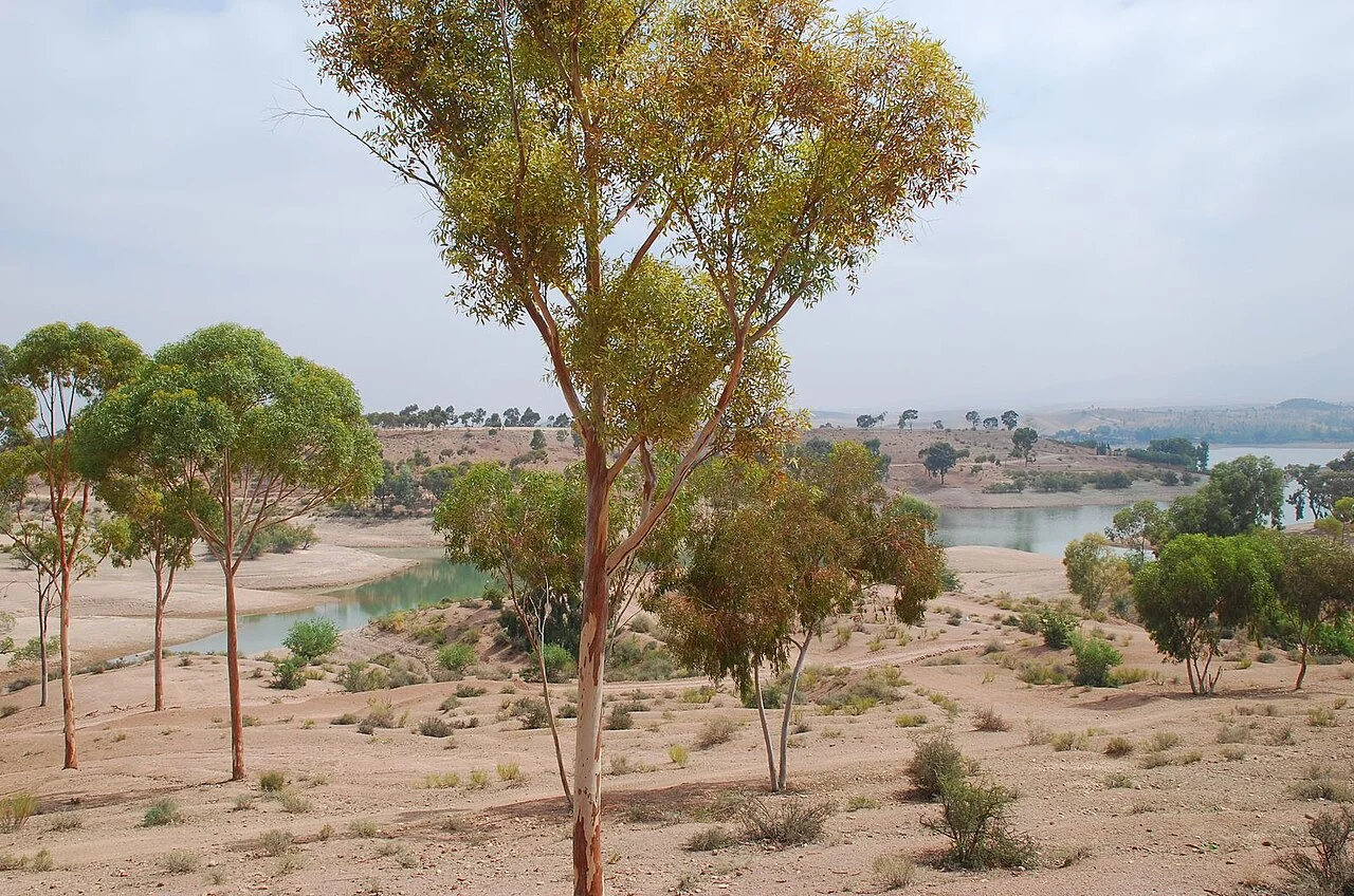 Photo of Lake Lalla Takerkoust
