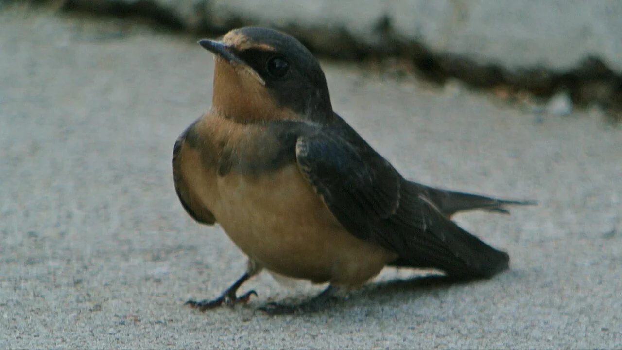 Photo of Lake Lotawana