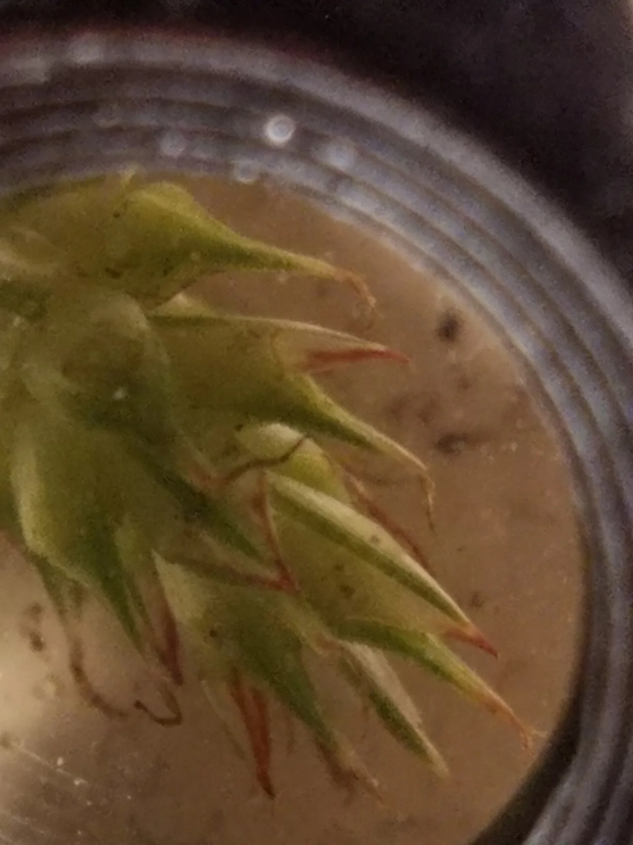 Photo of Lake Nebagamon