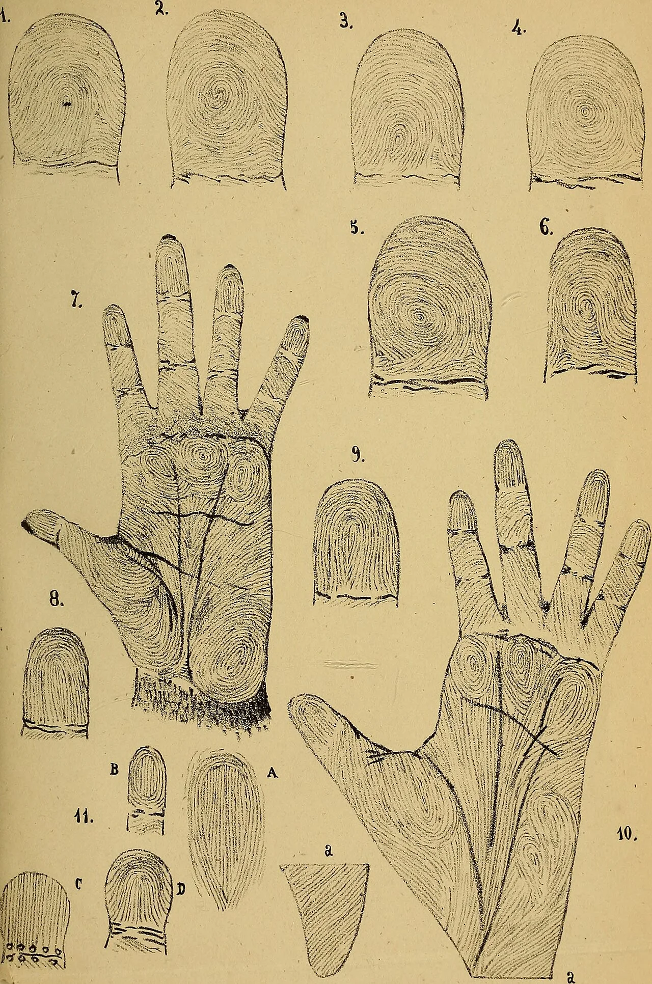 Photo of Lambari d'Oeste