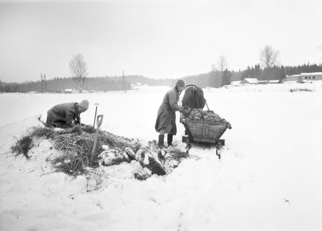 sisällön kuvaus: Lanttuja nostetaan avatusta aumasta Lammilla Rönnin kylässä 7.12.1964. Lanttuja nostamassa hevosen kuljetettavaksi Laina Linnonen (vas.) ja Irja Linnonen.