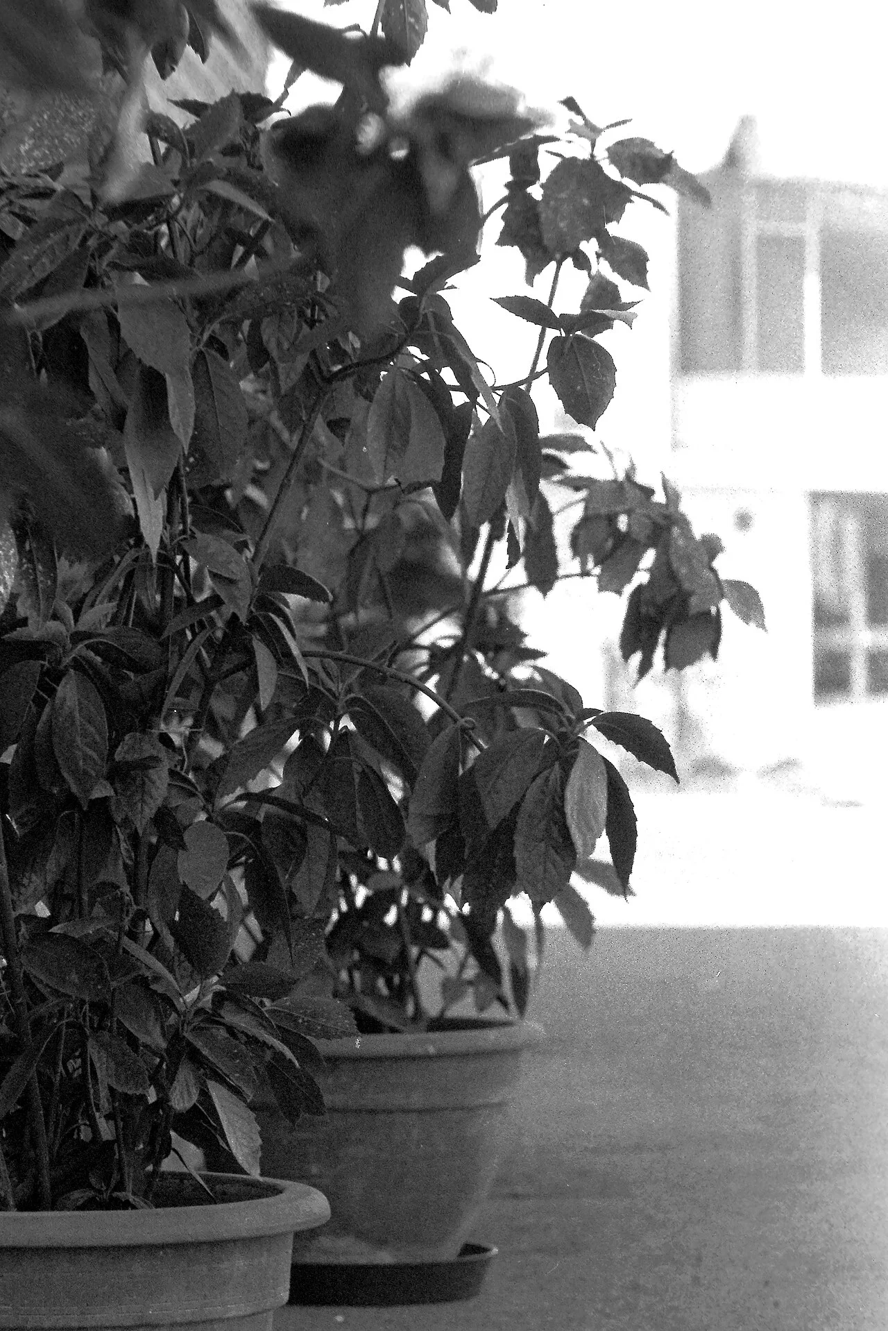 Photo of Lancenigo-Villorba