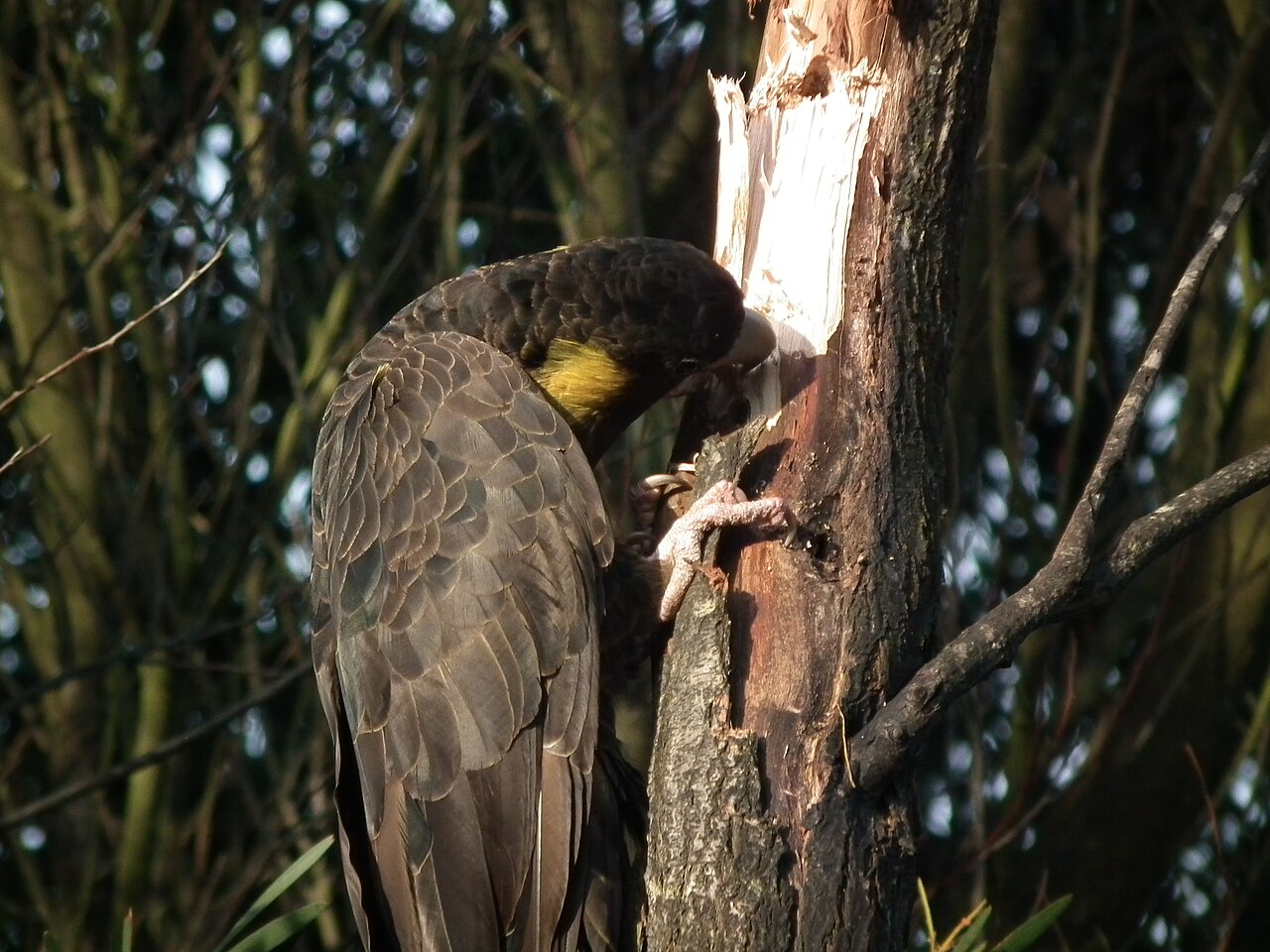 A Yellow-tailed Black Cockatoo in Langwarrin, Melbourne, Victoria, Australia.