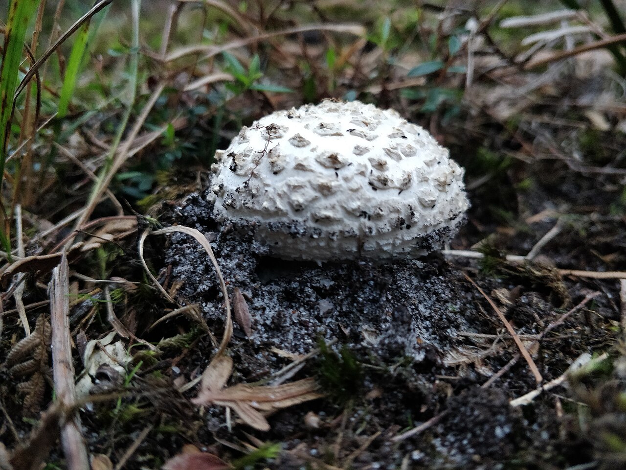 Close up of a puff ball mushroom taken on one of my daily walks in studio park, Langwarrin.