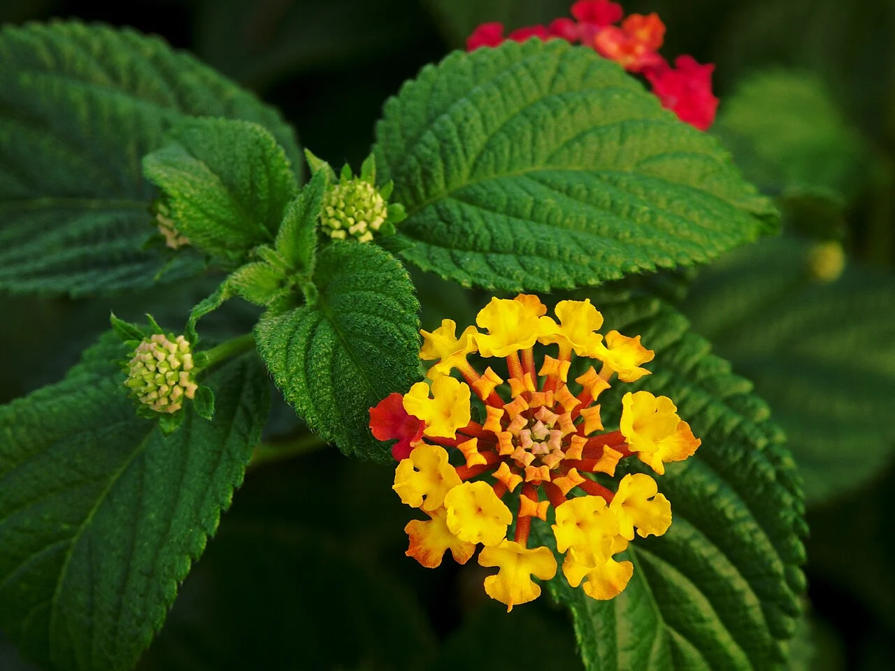 Photo of Lantana