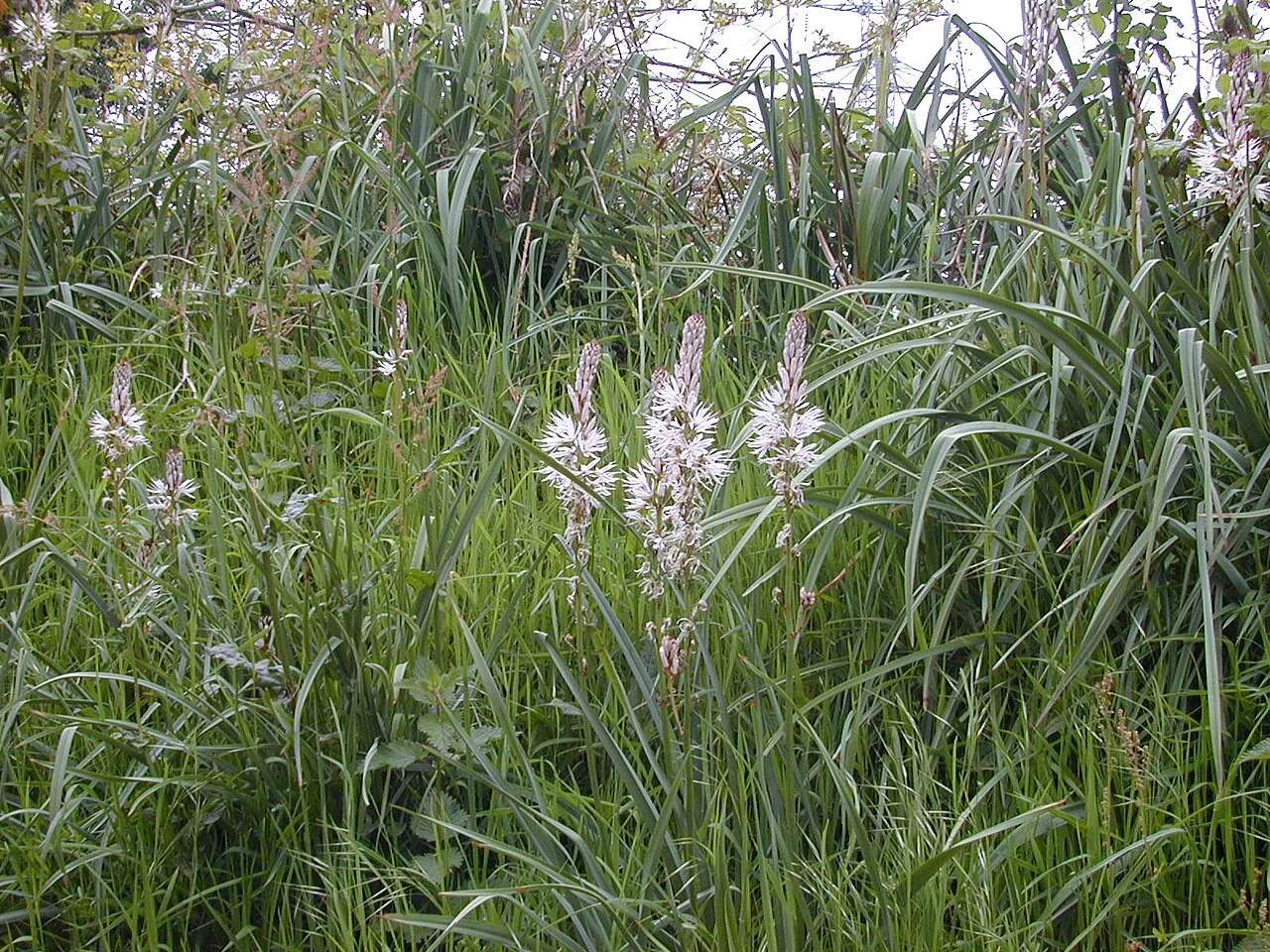 Photo of Lanvénégen