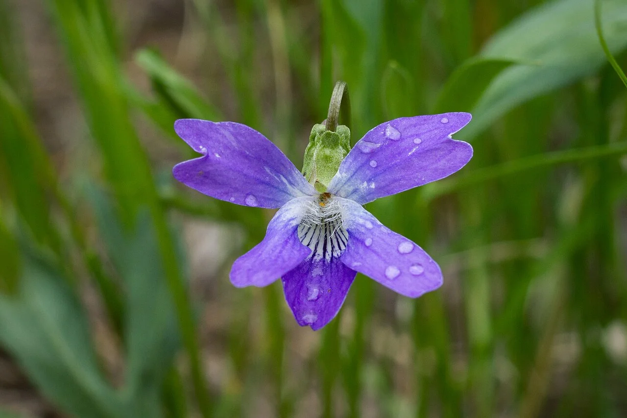 Photo of Larkspur