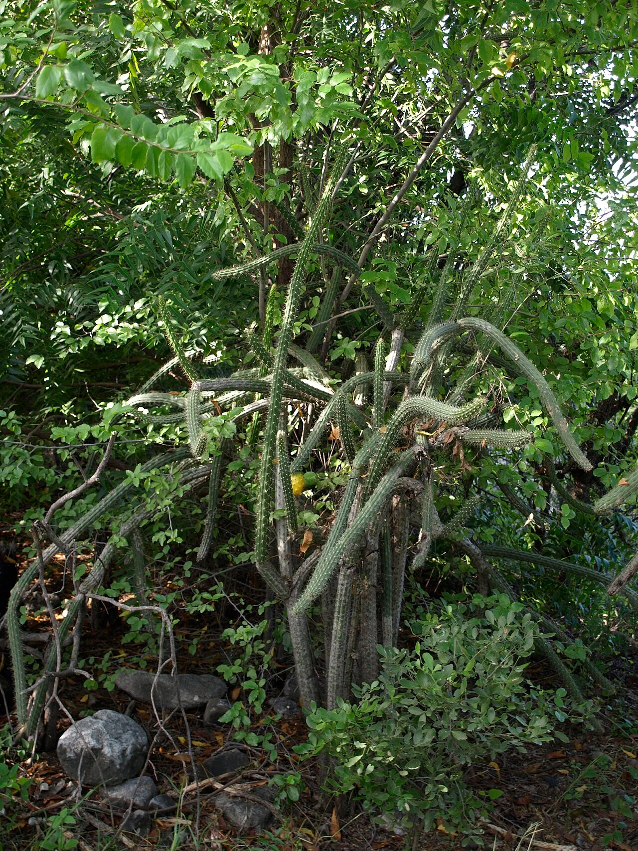 Photo of Las Charcas